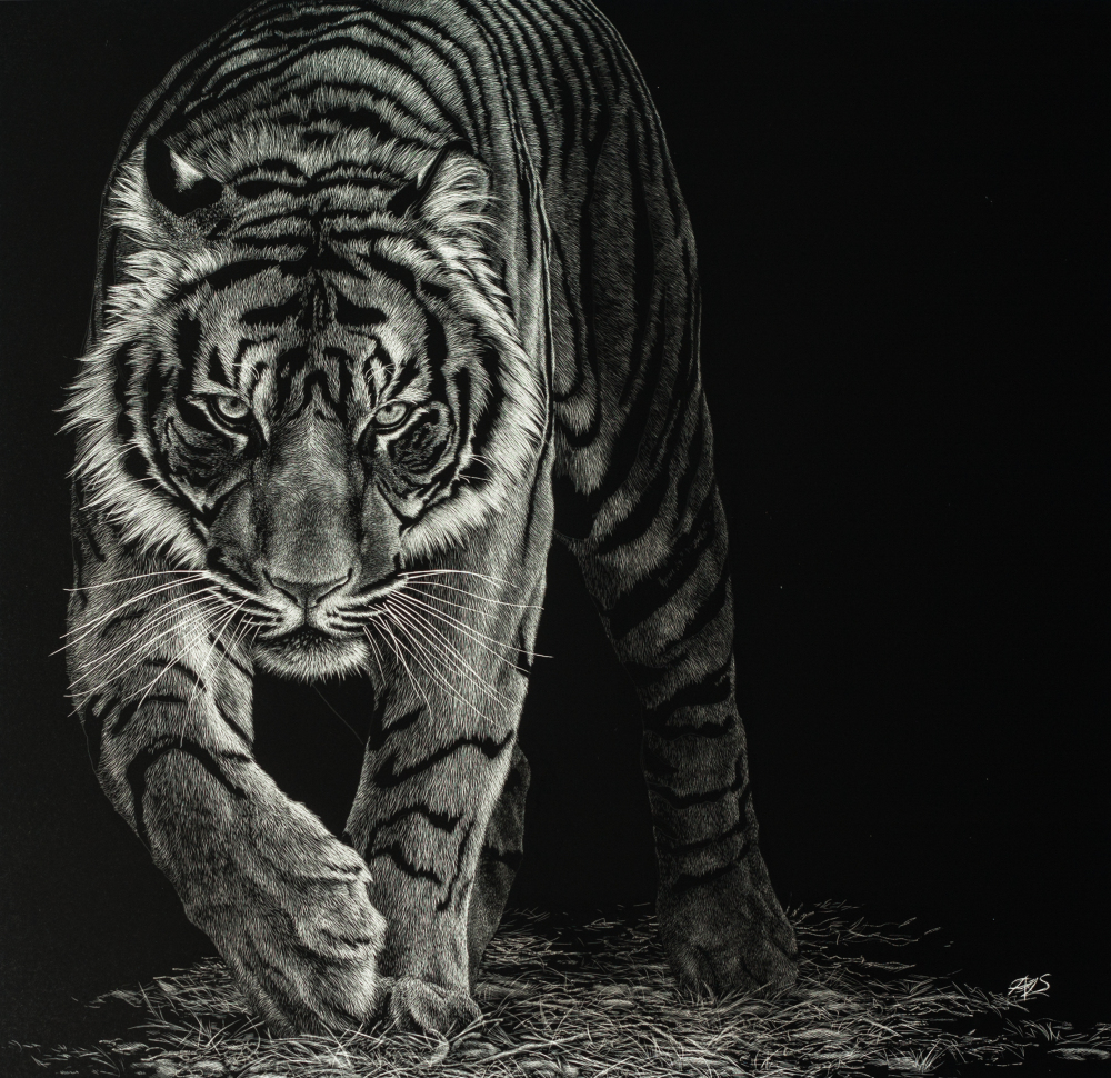scratchboard tiger art